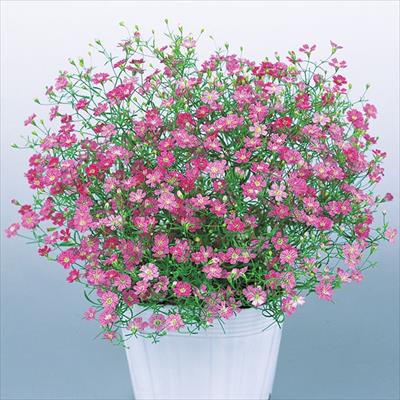 ジプソフィラ（かすみ草） ジプシー ディープローズ