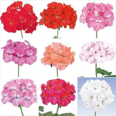 ゼラニウム トレジャー ミックス