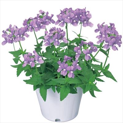 ネメシア アレンジ ラベンダー