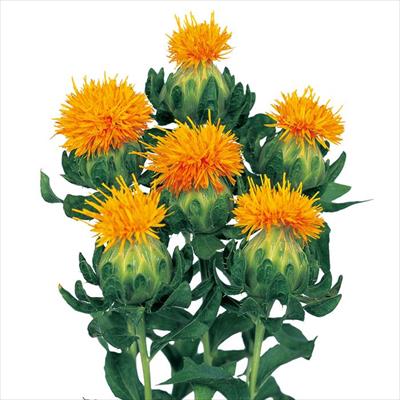 ベニバナ 丸葉オレンジ