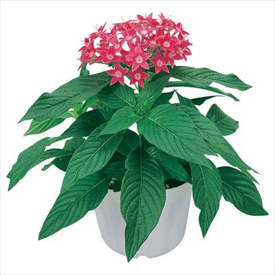 ペンタス グラフィティー ローズ