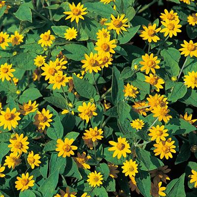 メランポジウム ダービーイエロー