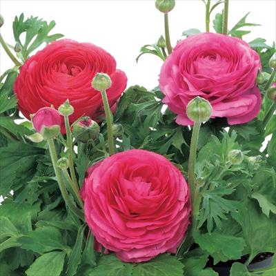 ラナンキュラス ワンダーランドiQ ローズシェード