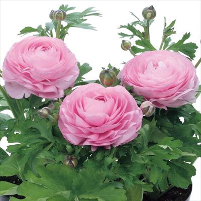 ラナンキュラス ワンダーランドiQ ピンクシェード