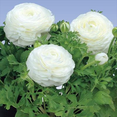 ラナンキュラス ワンダーランドiQ ホワイト