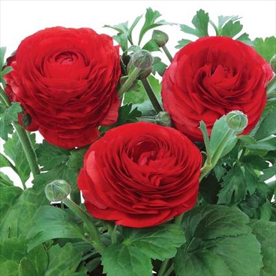 ラナンキュラス ワンダーランドiQ レッドシェード