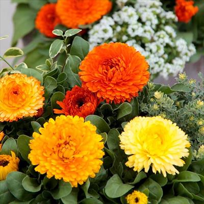 カレンジュラ（金せん花） シトラス ミックス