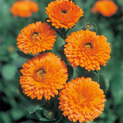 カレンジュラ（金せん花） 改良早生中安