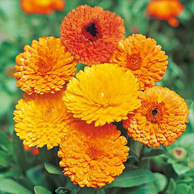 カレンジュラ（金せん花） 切り花用 混合