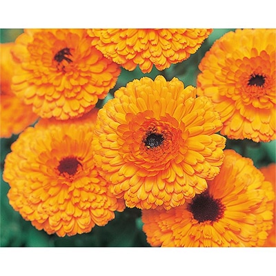 カレンジュラ（金せん花） 切り花用 さなだ芯黒