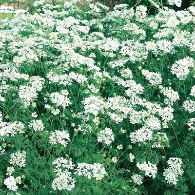 オルレア ピエリス ホワイト