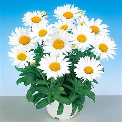 シャスターデージー スノーレディー