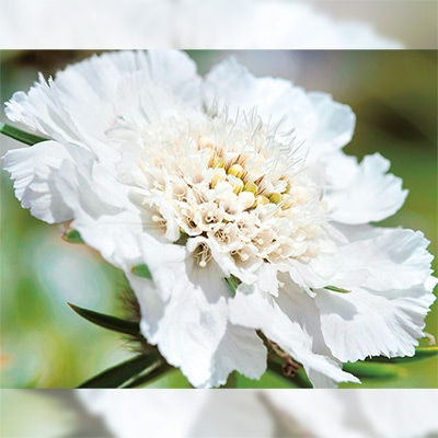 スカビオサ（西洋松虫草） ファーマー ホワイト