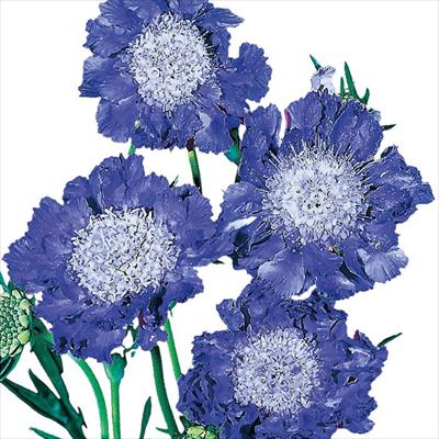 スカビオサ（西洋松虫草） ファーマー ディープブルー