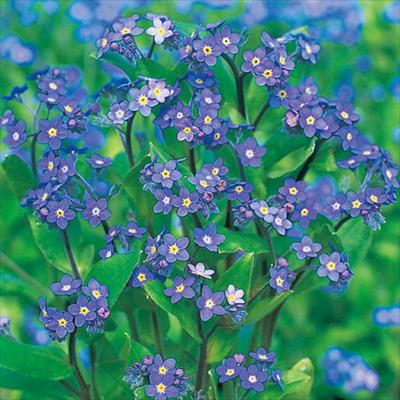 わすれな草 ブルームッツ