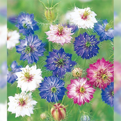 黒種草（ニゲラ） ペルシャンジュエル