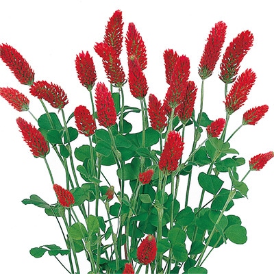 クリムゾンクローバー ストロベリートーチ