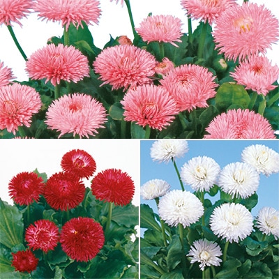 デージー チロリアンデージー(R) ミックス