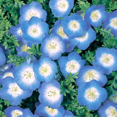 ネモフィラ インシグニス ブルー