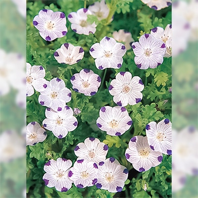 ネモフィラ マキュラータ