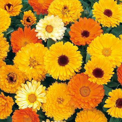 カレンジュラ（金せん花） フィエスタ ギタナ ミックス