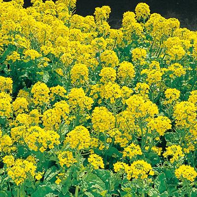 菜の花 春陽 （しゅんよう）