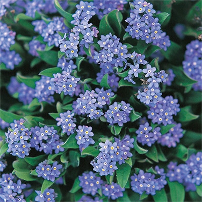 わすれな草 ドワーフ ブルー