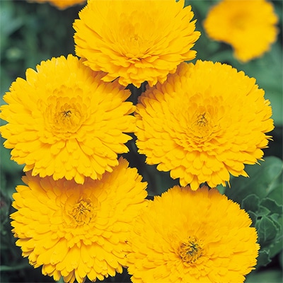 カレンジュラ（金せん花） 切り花用 黄金中安