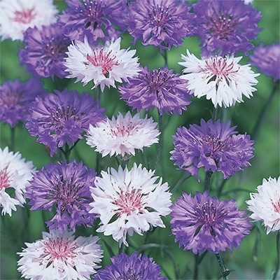 セントーレア（矢車菊） 平山寒咲き八重混合