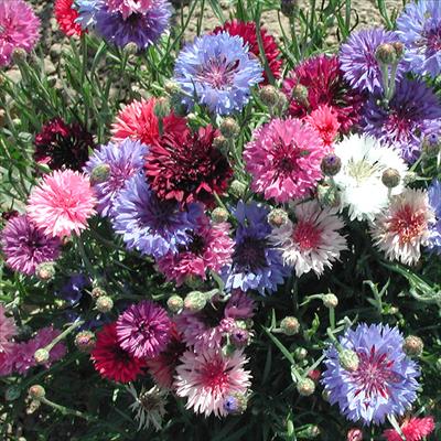 セントーレア（矢車菊） 美色混合