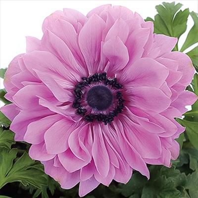 アネモネ ポルト ダブル オーキッド