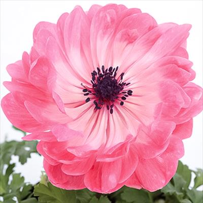 アネモネ ポルト ダブル ピンク