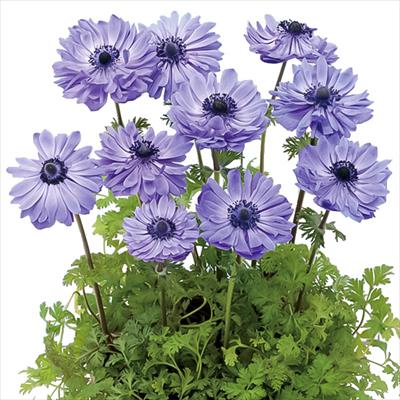 アネモネ ポルト ダブル ブルー