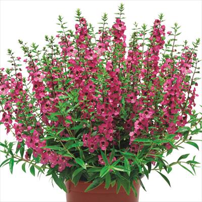 アンゲロニア セレナ ローズ