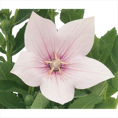 キキョウ アストラ ライトピンク