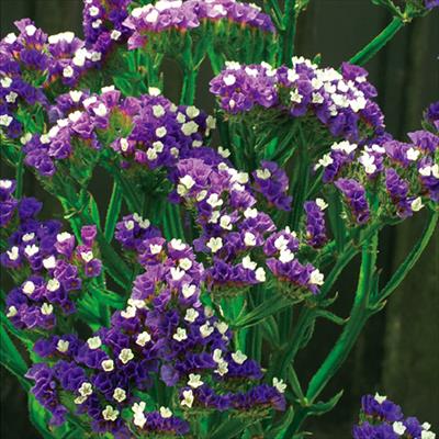 スターチス エリオット ディープブルー