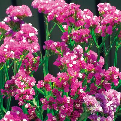 スターチス  エリオット ディープローズ