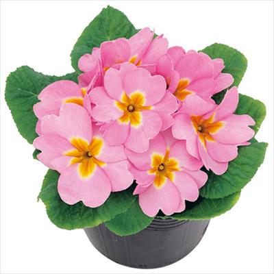 プリムラ ポリアンタ アプリ ピンク