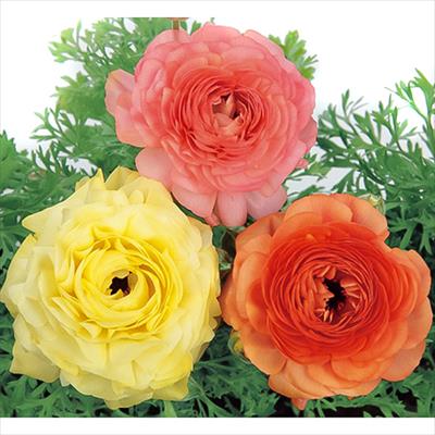 ラナンキュラス ワンダーランドiQ クリームシェード