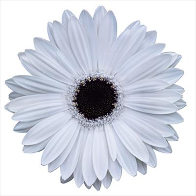 ガーベラ マジョレッテ ホワイトアイ