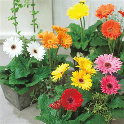 ガーベラ マジョレッテ ミックス