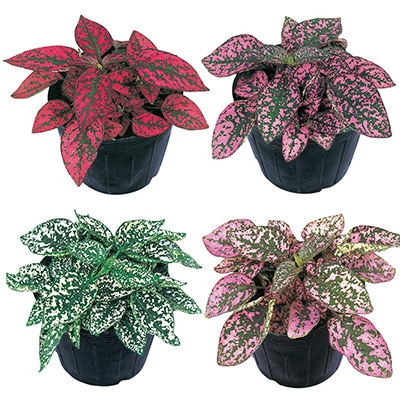 ヒポエステス コンフェッティ コンパクト ミックス