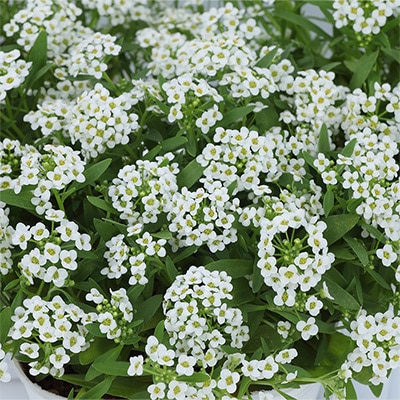 アリッサム ワンダーランド ホワイト