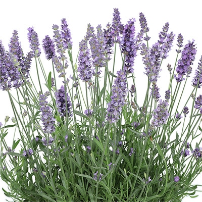 ラベンダー ブルースピアー