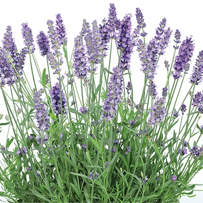 ラベンダー ブルースピアー