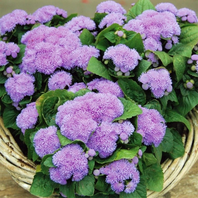 アゲラタム アロハ ブルー