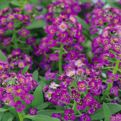 アリッサム ワンダーランド ディープパープル