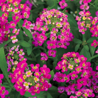 アリッサム ワンダーランド ディープローズ