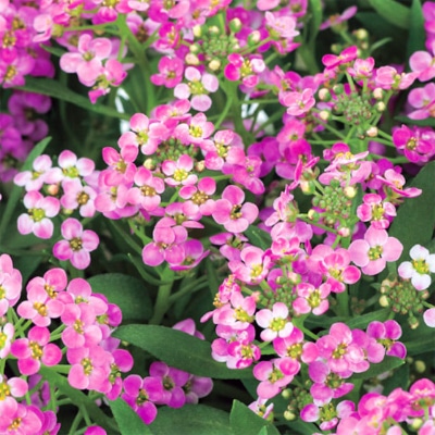 アリッサム ワンダーランド ピンク