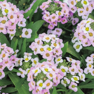 アリッサム ワンダーランド ラベンダー